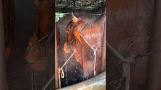 Download lagu Enormous red bulls enjoying a refreshing high pressure shower inside the barn 🐂💦 mp3 Download lagu Enormous red bulls enjoying a refreshing high pressure shower inside the barn 🐂💦 mp3