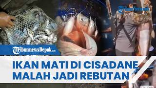 Tercemar Limbah! Ribuan Ikan Mati di Sungai Cisadane, Warga Malah Ramai-ramai Tangkap Ikan