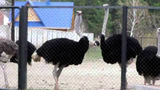 preview picture of video 'Страус кричит The ostrich  shouts'