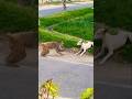 Monkey Dog Fight Monkey Funny Labrador Fight Viralshort
