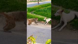 monkey dog fight 🤬😂 #monkey #funny #labrador #fight #viralshort