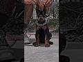 Aggressive Doberman Dog Transformation Shorts Jaishreeram 2m