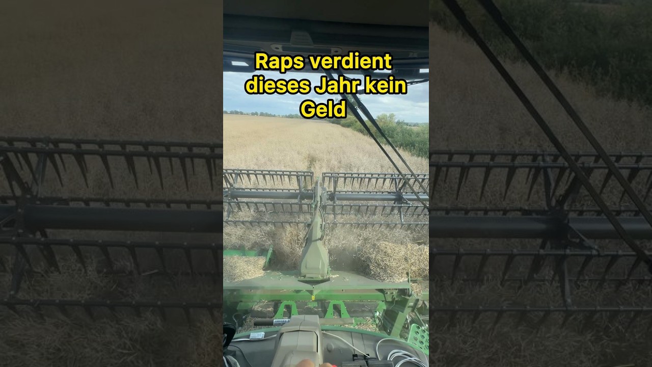 Von allen Kulturen enttäuscht das Raps dieses Jahr am meisten