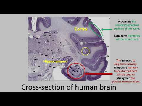 The role of the hippocampus in encoding, storage, consolidation and retrieval of a memory