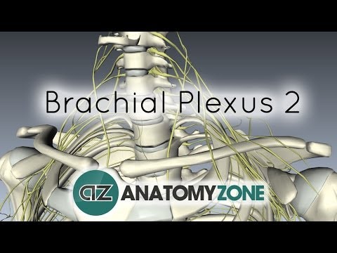 Brachial Plexus - Structure and Location - 3D Anatomy Tutorial