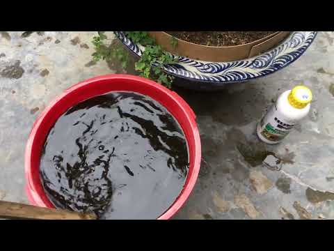 Ngày 15-4 Al Bón phân hữu cơ định kỳ cho cây mai vàng miền Bắc