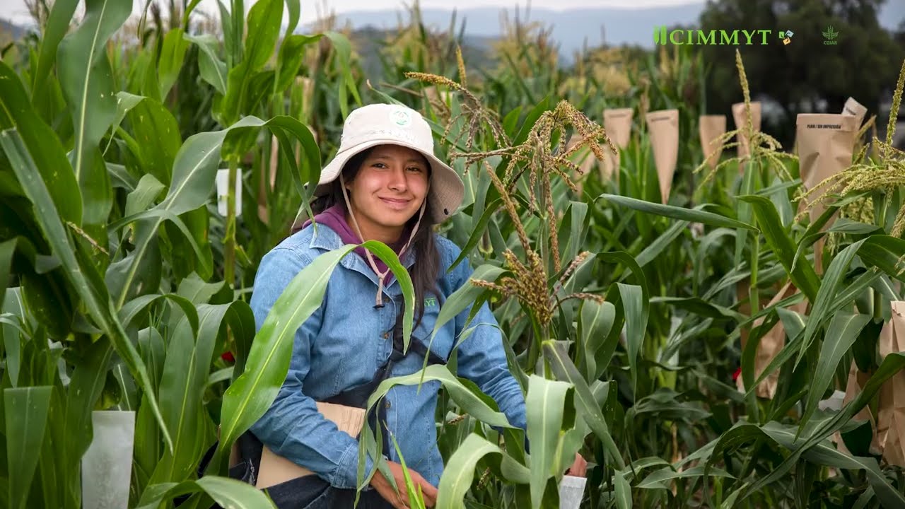 CIMMYT: Turning science into resilience. 🌾