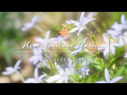 これらの 12 種類の風に強い植物は、風の強い庭で育てるのに最適です  庭園