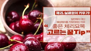 (귀농추천수종)좋은 체리묘목 고르기, 체리 동해방지 식재법, 체리전정, 체리키우기, 자가수정체리, /Dael…