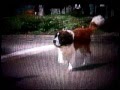 Beethoven 1992 Teaser VHS Capture