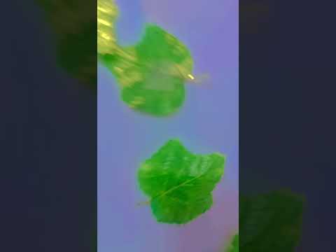 Makeover of room (part 1) #music #duet