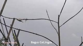 Download lagu MIKAT BURUNG CIBLEK SAWAH Trapping bird mp3 Download lagu MIKAT BURUNG CIBLEK SAWAH Trapping bird mp3