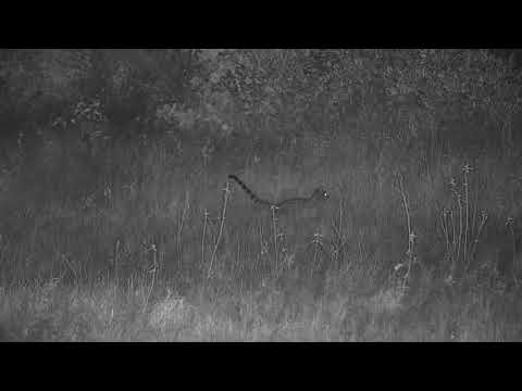 Djuma: Genet on the prowl - 23:17 - 03/28/21