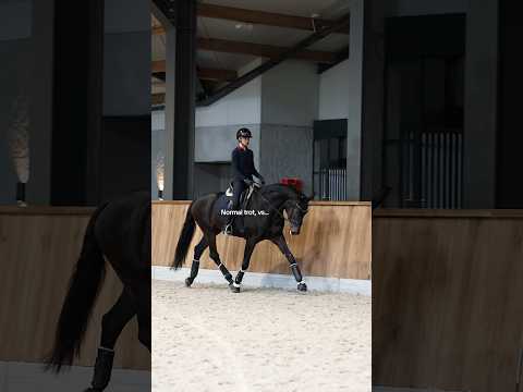 Normal vs FancyTrot #amazing #horse #equestrian #horseriding #viralshorts #fyp ctto:caughtbranded.io