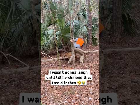 I wasn’t gone laugh till he climbed that tree 4 inches 😭🤣 @brandonlwsmith ➡️TikTok