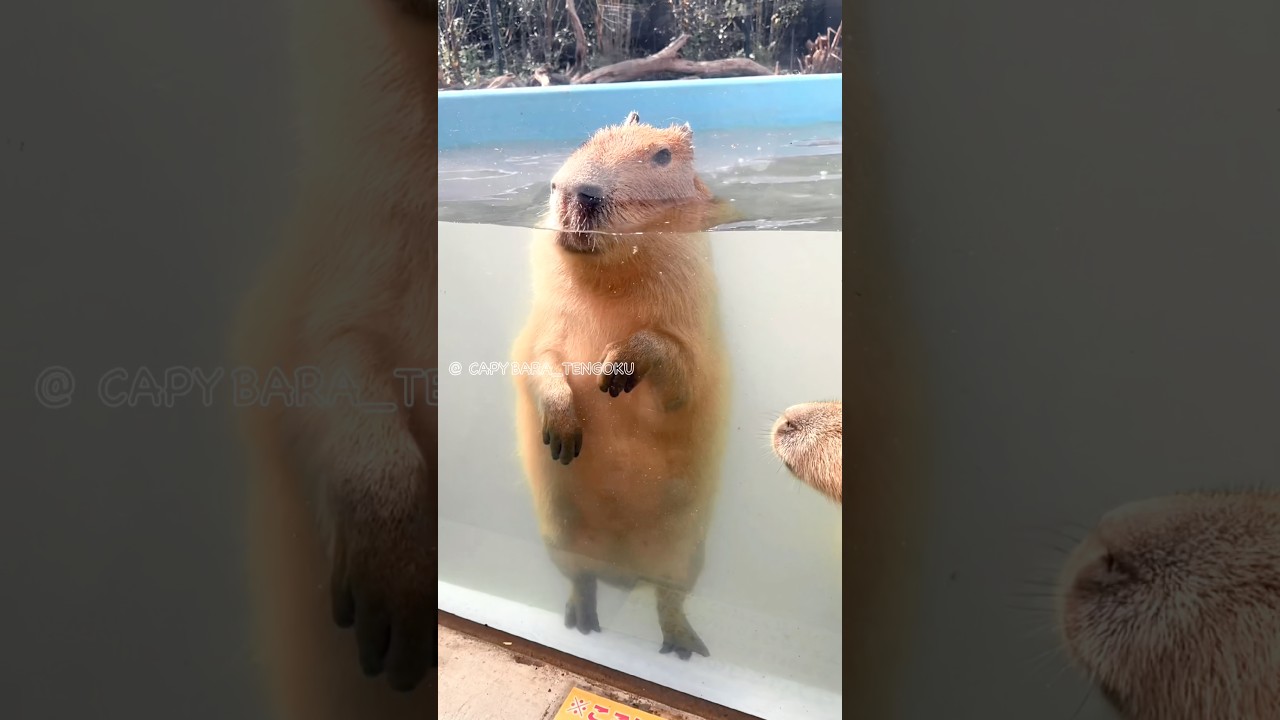 こっち見てるw #カピバラ