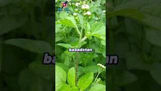 Download lagu Did you know? Interesting facts about the babadotan plant that you should know? mp3