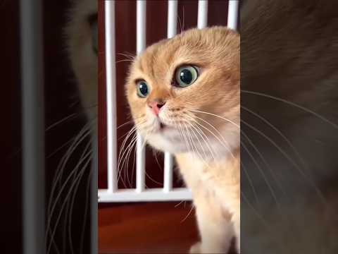 Dekho billi kaise ladai kar rahi hai.....#love #shorts #comedy #funnyvideo #billi #cat #catvideo