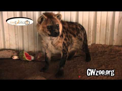 GW Zoo Animal Spotlight - Hyena