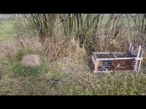 Fox trap! Homemade Fox trap! /Fox hunting / Zamka za lisicu / Lov na lisicu