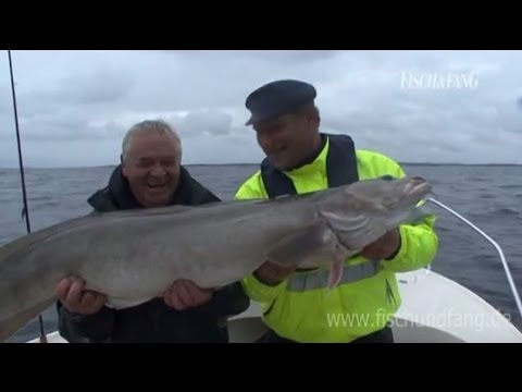 Leng-Fischen der Extra-Klasse