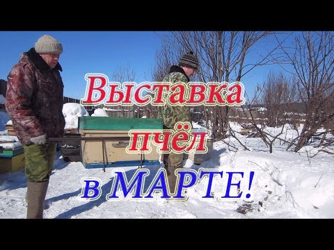 Второй день. ВЫСТАВКА ПЧЕЛОСЕМЕЙ НА ПАСЕКЕ, ВЫНОСИМ НА НОСИЛКАЗ И ВЫВОЗИМ НА ТЕЛЕЖКЕ🔥🔥🔥