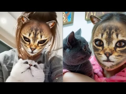 Baby Cats - Cute and Funny Cat Videos Compilation