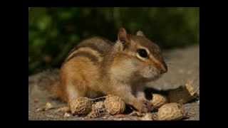 Chipmunks Roasting On An Open Fire
