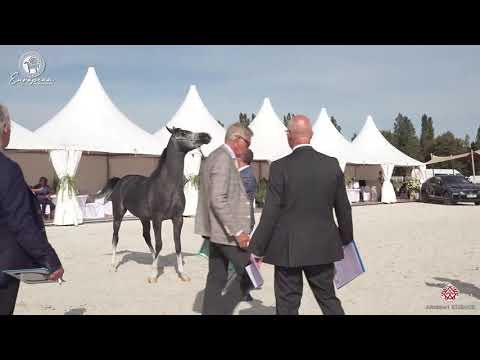 N.55 PENTARION - European Championship 2020 - Prague - Colts 2 Years Old (Class 5B)