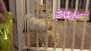 ご飯時になると”ごはん”と喋る猫。おまけ映像付