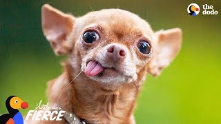 Cranky Little Dog Doesn&#39;t Want To Share His Dad With Anyone | The Dodo Little But Fierce