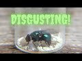 A common blow fly laying eggs 