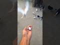 1 White Egg White Lucky kabootar ka 💞|| #shorts #pigeon #kabootar