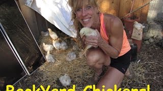 Back Yard Chickens: Coop Area Idea