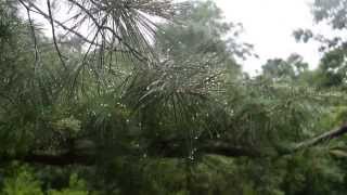 Summer Solstice Rain (in 10 seconds)