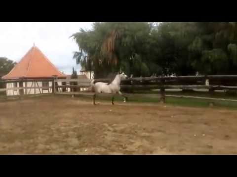 SHANGHAI STAR (SHANGHAI EA x AVALON SHIVA ) 2012