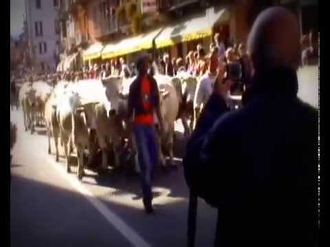 La transumanza dle vache 2008
