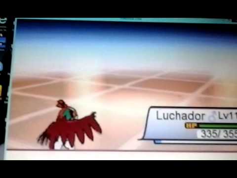 Pokemon zeta hubris mewtwo mega absol and gyarados