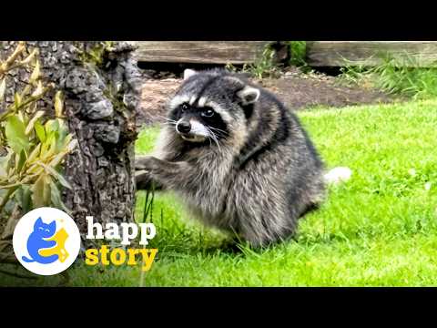 Meet Jimothy, Seattle's Viral Raccoon With Short Spine Syndrome | HAPP
