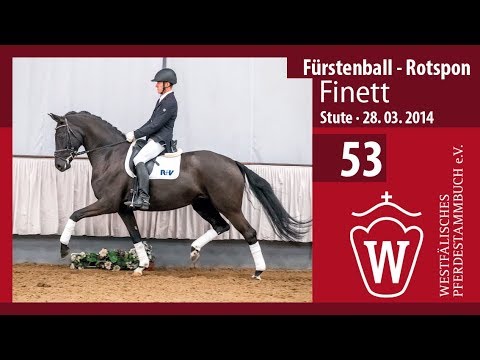 53 Graf Rosenberg Stute v. Fürstenball - Rotspon