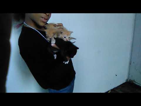 It's is kalissa cats