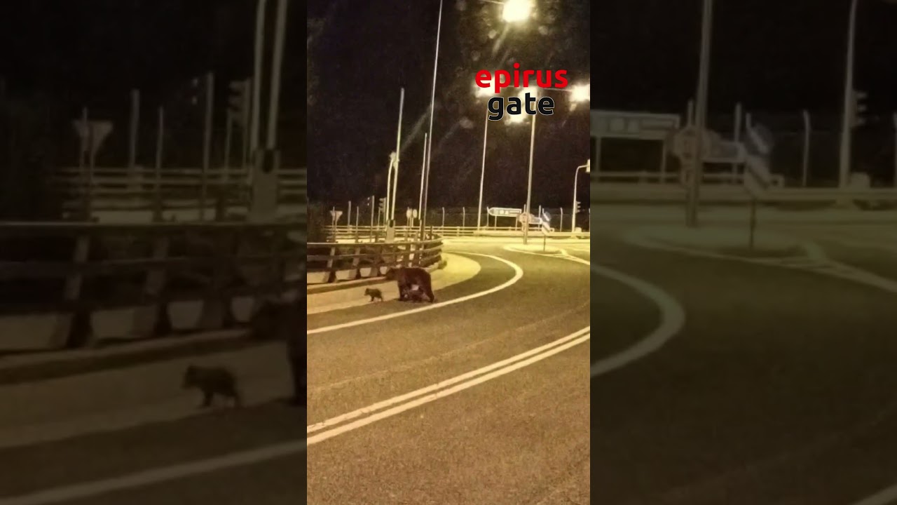 Μητέρα αρκούδα με τα μικρά της στον κόμβο της Εγνατίας κοντά στο Μέτσοβο
