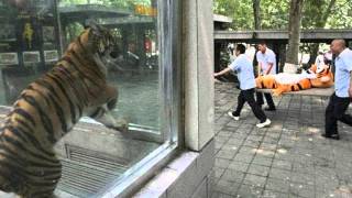 Together Pangea - My head is on too tight