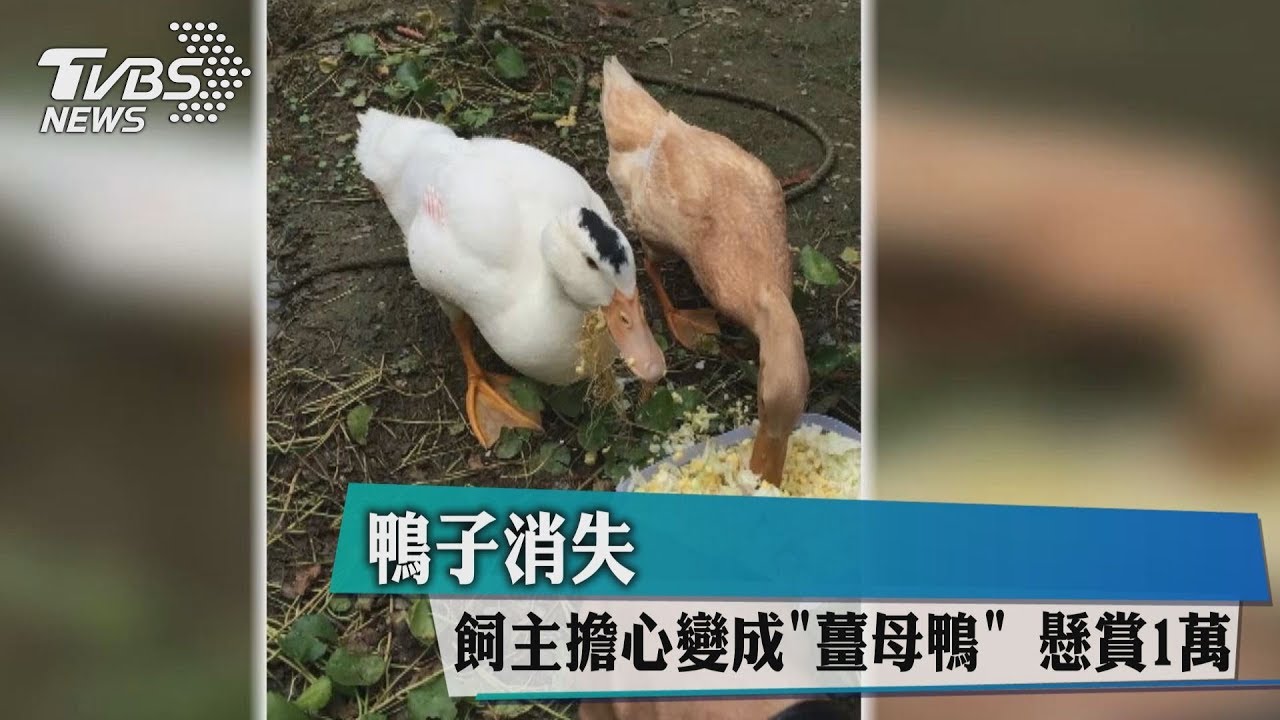鴨子消失!飼主擔心變成「薑母鴨」 懸賞1萬