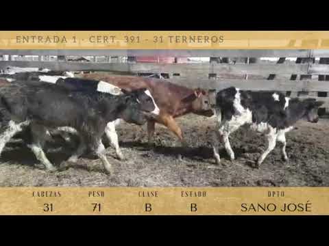 Lote 31 Terneros 28HO,  2YE,  4CRUZA 71kg -  en San José 7km al norte