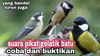 Download lagu suara pikat gelatik batu jantan dan betina, ampuh anti zonk mp3 Download lagu suara pikat gelatik batu jantan dan betina, ampuh anti zonk mp3