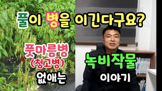 고추 토마토 풋마름병 청고병엔 녹비작물 호밀 헤어리베치 심어보세요