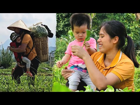 Заједно са ћерком сам брао спанаћ за продају. Чувајте своју ћерку са свом мајчином љубављу