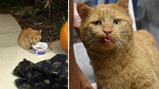 10 year old Cat Showed Up on a Porch, Hiding His Paws From Everyone Until Someone Offered Help
