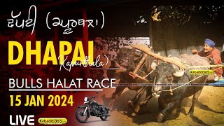 Dhapai (Kapurthala) Bulls Halat Race 15 Jan 2024